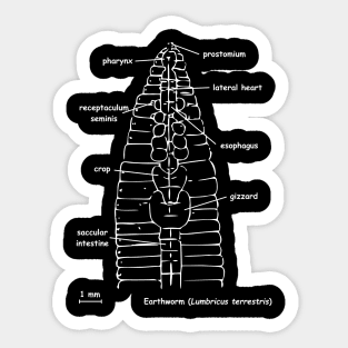 Earthworm (Lumbricus terrestris) anatomy, white Sticker